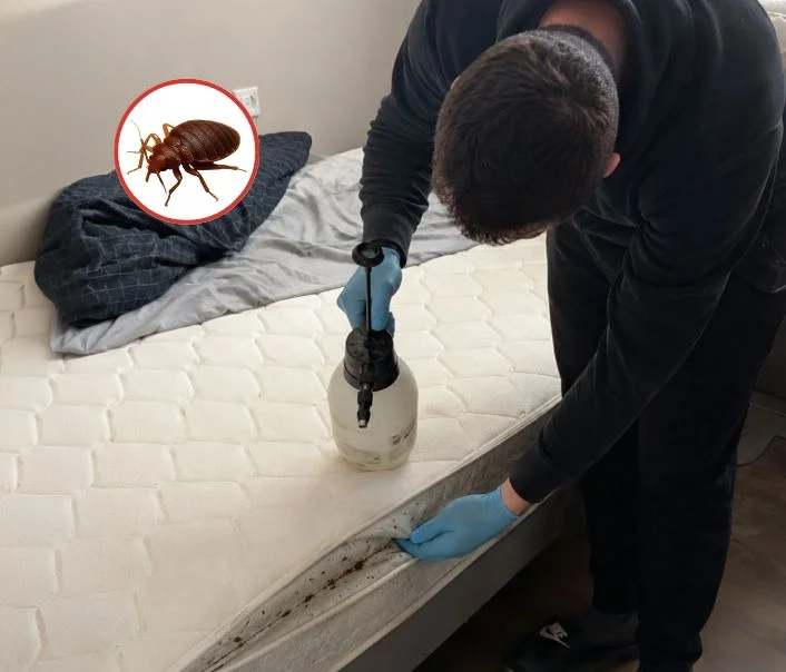 Technicien traitant un matelas contre les punaises de lit à Villiers-Saint-Frédéric